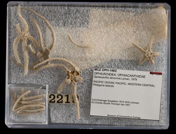 Media type: image;   Invertebrate Zoology OPH-1902 Aspect: container